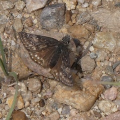 Erynnis pacuvius