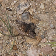 Erynnis pacuvius