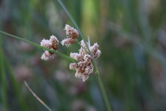 Bolboschoenus maritimus paludosus