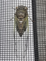 Diceroprocta alacris