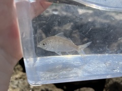 Eucinostomus argenteus