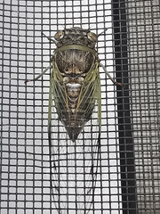 Diceroprocta alacris