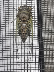 Diceroprocta alacris