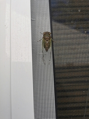 Diceroprocta alacris