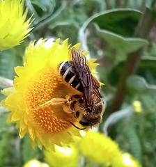 Halictus frontalis