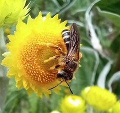 Halictus frontalis