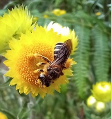 Halictus frontalis