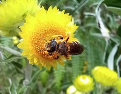 Halictus frontalis