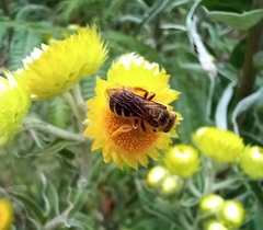 Halictus frontalis