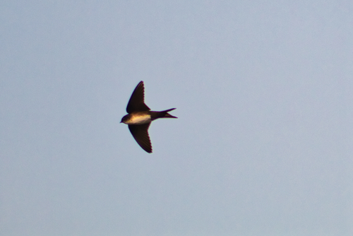 Black-capped Swallow (Atticora pileata), photo 10