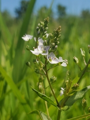 Veronica catenata
