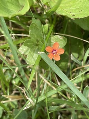 Lysimachia arvensis