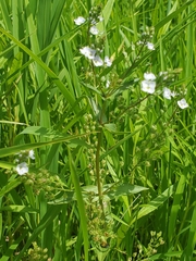 Veronica catenata
