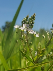Veronica catenata
