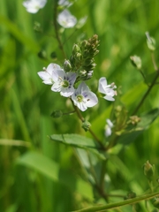 Veronica catenata