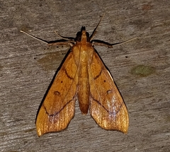 Anarmodia