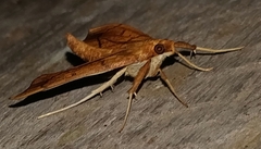 Anarmodia