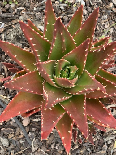 Aloe X nobilis