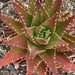 Aloe × nobilis - Photo (c) sheetalbhatia, algunos derechos reservados (CC BY-NC)