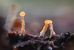 Eustilbum aureum