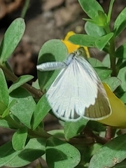 Eurema daira eugenia