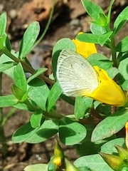 Eurema daira eugenia