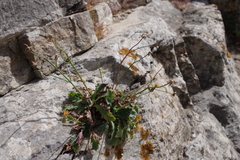 Hypochaeris laevigata