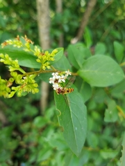 Episyrphus balteatus