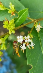 Episyrphus balteatus