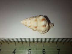 Hemipolygona