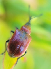 Merhynchites wickhami