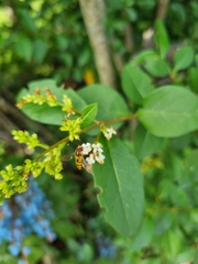 Episyrphus balteatus