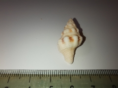 Hemipolygona