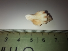 Hemipolygona