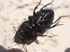 Pasimachus sublaevis