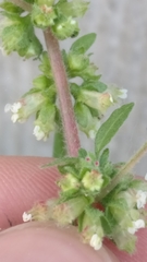 Parietaria judaica
