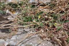 Rhamphospermum pubescens