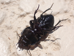 Pasimachus sublaevis