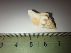 Hemipolygona