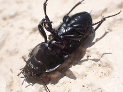 Pasimachus sublaevis