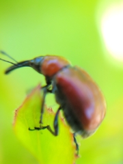 Merhynchites wickhami