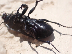 Pasimachus sublaevis