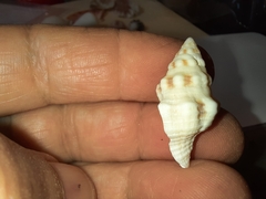 Hemipolygona