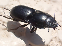 Pasimachus sublaevis