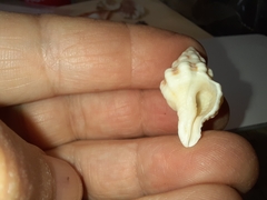 Hemipolygona