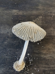 Coprinellus arenicola