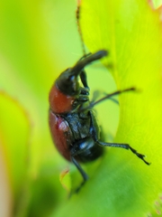 Merhynchites wickhami