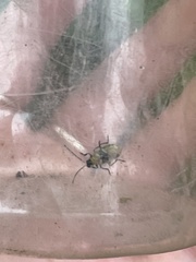 Diabrotica undecimpunctata