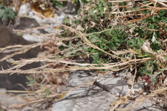 Rhamphospermum pubescens