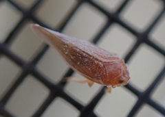Omolicna